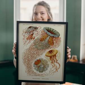Impresión Artística de Ernst Haeckel 'Discomedusae' - Elegante Medusa en Bodeguillo de Papel - Product Image 2
