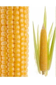 Maíz Blanco y Amarillo Orgánico Seco para Alimentación Animal, Tipo Cultivado, en Venta en Tailandia - Product Image 2