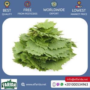 Énorme vente d'excellente qualité de feuilles de vigne congelées en vrac de qualité supérieure à un prix de marché raisonnable auprès d'un fournisseur d'origine égyptienne - Product Image 2