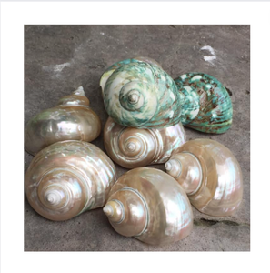 การตกแต่งเปลือกหอยทะเลของที่ระลึกของขวัญในงานแต่งงานและงานเลี้ยงที่มีรูปทรงสวยงามและขนาดเปลือกหอยธรรมชาติงานฝีมือ - Product Image 1