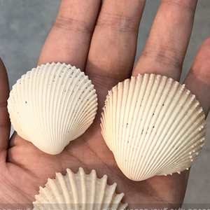 เปลือกหอยธรรมชาติสำหรับประดับและของขวัญ - Product Image 4