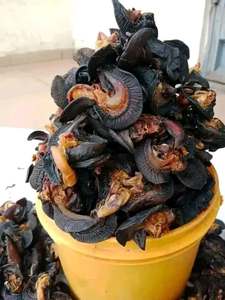 Caracoles Gigantes Africanos 100% Naturales Secos al por Mayor - Product Image 2