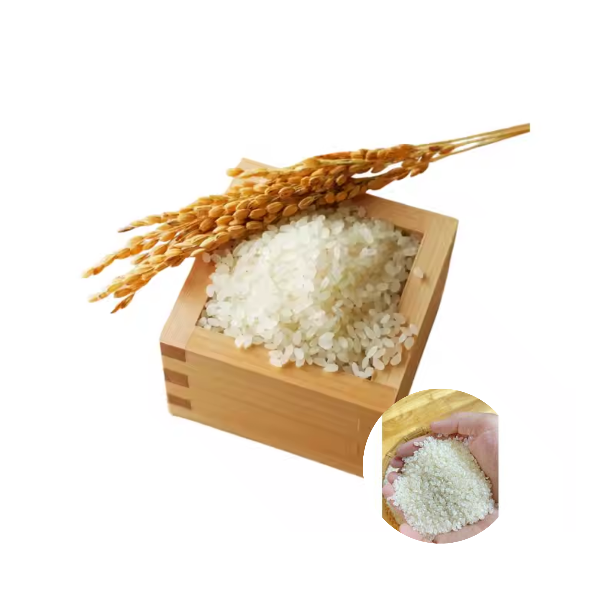 Top Selling Tasty Best Quality Special Bargain Savory Grain JAPONICA RICE 5kg