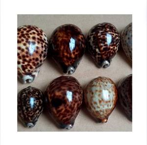 PRIX D'USINE POLI COQUILLE DE MER COQUILLE DE COQUILLE DE MER COQUILLE DE MER POLI NATUREL VIETNAM TENDANCE CHAUDE 2024 - Product Image 5