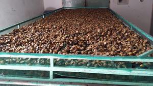 Super oferta de Vietnam Calamansi seco Tangy Sweet Snack Factory Directo Exportación barata - Product Image 3