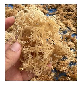 Dried Golden <b>Sea</b> <b>Moss</b> From Vietnam/Wholesale Dried Eucheuma Cottonii Golden Color Cheap Price Standard Export - Product Image 5