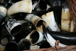 Cuerno Vikingo para Beber, Hecho a Mano, Ecológico, Personalizable, Tallado, Cuerno Natural, Apto para Alimentos, Seguro para Mead, Cerveza, Celebraciones, Duradero - Product Image 4