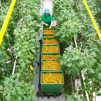 Système de serre à tomates moderne à simple travée en PE pour la solution agricole au Mexique