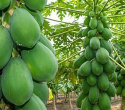 มะละกอสีเขียวแช่แข็งแช่แข็งพืชอยู่ในฉลากสะอาดรองรับภูมิคุ้มกันส่วนผสมจากธรรมชาติ - Product Image 3