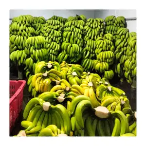 Vietnamese Premium Fresh Cavendish Banana Custom Logo Green/Yellow Color Green Banana for Sale