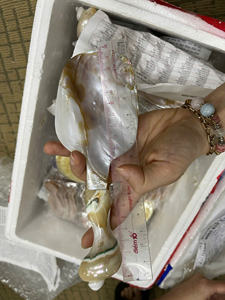 Cuchara personalizada de caviar de nácar de estaño, cuchara de concha marina, utensilios personalizados naturales, vajilla y vajilla, cuchara de huevo - Product Image 6