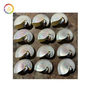 Fournisseur direct de coquilles Nautilus polies | Look Premium avec un coût abordable pour la décoration intérieure et l'artisanat - Product Image 2