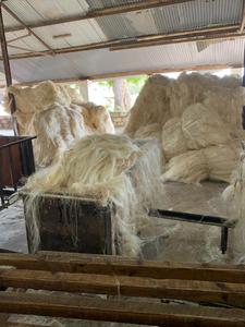 Fibra de Sisal de Primera Calidad, Fibra de Sisal Natural de Calidad Perfecta para Tela de Sisal, WhatsApp +255748554044 - Product Image 3