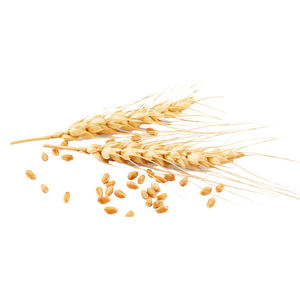 Grano de trigo integral orgánico de la mejor calidad disponible a la venta a precio barato grano de trigo integral orgánico al por mayor - Product Image 6