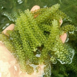 UVAS DE MAR DESHIDRATADAS, CAVIAR VERDE, ARAROSEP ALGAS LISTO PARA CLIENTES MINORISTAS Y MAYORISTAS CON EL MEJOR PRECIO - Product Image 5