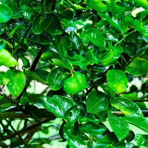 ใบมะกรูดแห้งจากประเทศไทย100% พรีเมี่ยมจากธรรมชาติ - Product Image 1