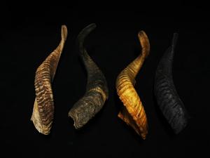 Real <b>Sheep</b> Horn Natural Polished Horns for Decoration & Craft High Quality - Product Image 2