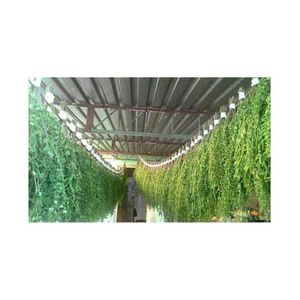 Moringa seca Dejar producto beber té VENTA CALIENTE seguro para la salud de Blue Lotus Farm hecho en Vietnam producto - Product Image 2
