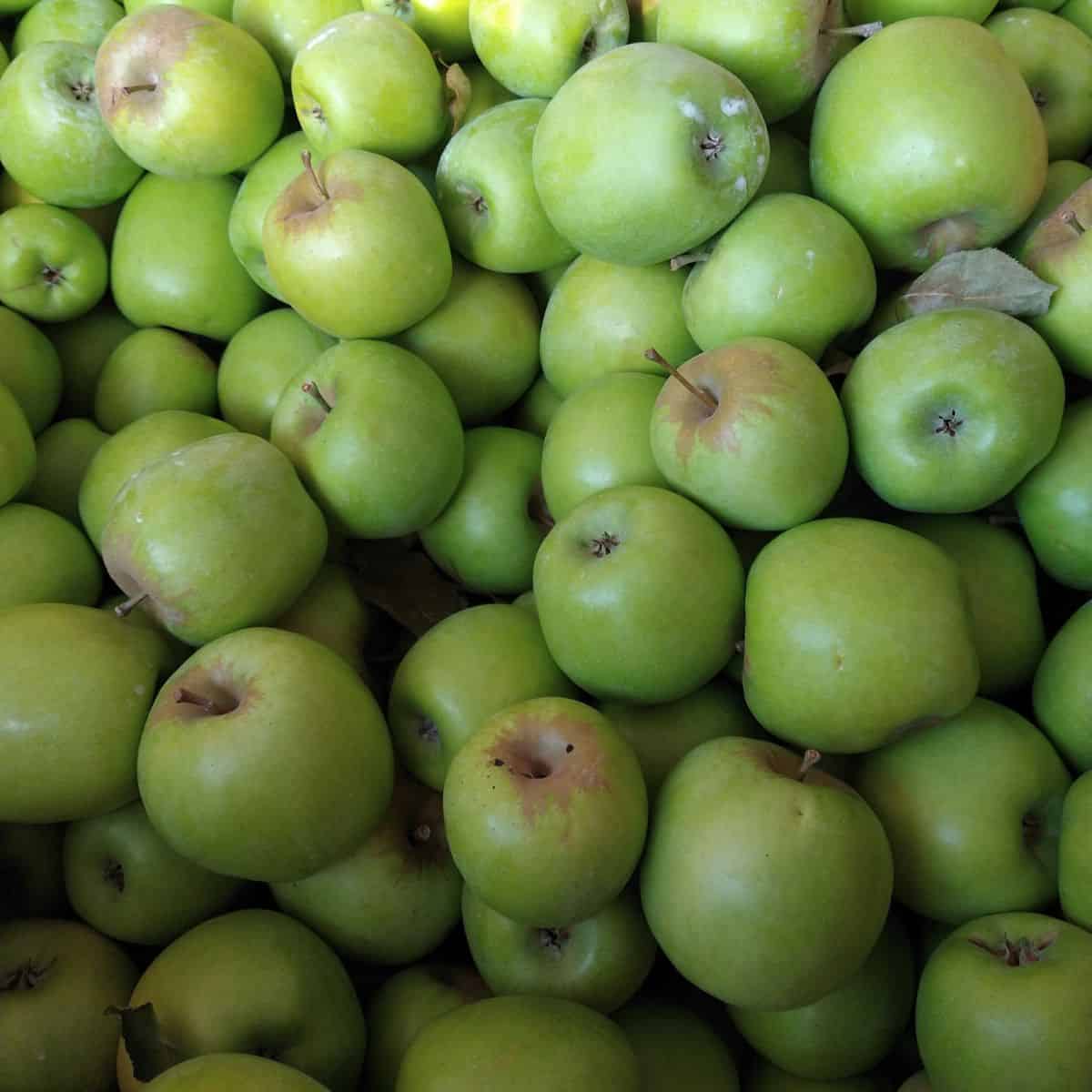 Китай свежие зеленые яблоки qinguan apple оптовые продажи по лучшей цене