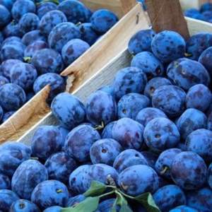 Prugnas Frescas Premium - Exportación Clase I - Variedades Victoria Morada Dulce y Diamante Negro - Alto Contenido de Brix 12%+ - Fruta con Semillas - Product Image 5