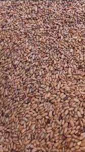 Haricots rouges mouchetés dominicain à vendre - Product Image 5