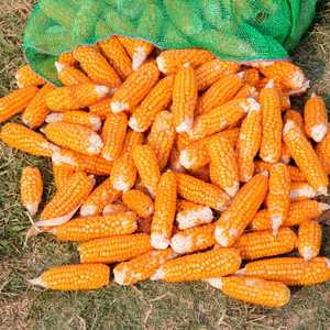 Non Gmo Non-Glutinous 100% Pure Natural Yellow Maíz (Maíz) Grano seco Suministro de grado premium a granel - Product Image 4