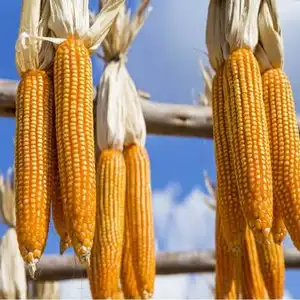 Сушеная Желтая Кукуруза корм для животных экологический продукт Южной Африки лучшее качество от производителя сушеная Кукуруза для продажи