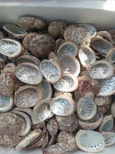 Nácar de Alta Calidad |   Hermosa Concha de Abulón Pulida/Bruta |   Concha de Paua Natural Verde y Blanca - Product Image 2