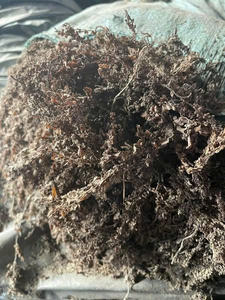 Algas Marinas Naturales Secas de Sargazo para Suplementos Animales y Producción de Biofertilizantes para Exportación - Product Image 2