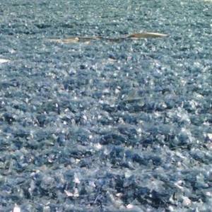 Moldeado de chatarra de botella de agua de PC de colores mezclados Compra a granel disponible para uso industrial Reciclaje Procesamiento de plástico - Product Image 6