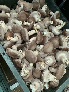 Vietnam 2025 Lotus Bleu Pas Cher Prix Grande Quantité Champignons Shiitake Séchés Champignons De Haute Qualité Champignons Séchés Prix Pas Cher - Product Image 6