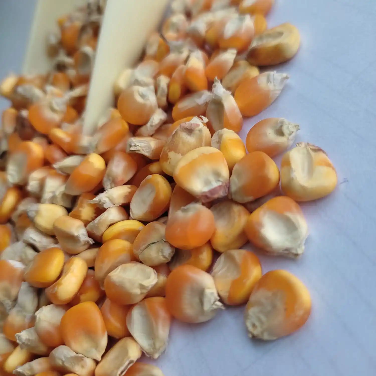 Topkwaliteit Gezonde Landbouw Beste Kwaliteit Rijke Proteïne Graan Rijke Gele Maïs Voor Veevoer Uit Gujarat