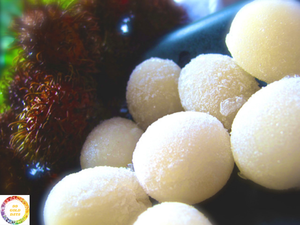 Venta caliente 2025 fruta de rambután congelada IQF de alta calidad de Vietnam con precio competitivo y suministro confiable - Product Image 2