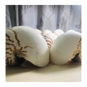 เปลือกหอยหอยโข่งระดับพรีเมี่ยมจากเวียดนามใช้สำหรับตกแต่งภายในและแสดงศิลปะโดย99โกลด์ดาต้า Nautilus SHELL exporter - Product Image 4