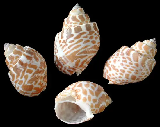 The Good Quality Areola Babylon Seashells Handicraft - for crafts, decorations and gifts - SeaShell for Export from Vietnam