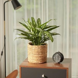 Jardinière en jacinthe d'eau en rotin tissé à la main gracieuse Décoration intérieure durable du Vietnam Espaces de vie sereins élégants - Product Image 5