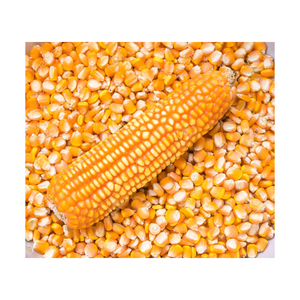 Aliments pour animaux de haute qualité, maïs jaune, maïs jaune, prix par tonne, maïs jaune pour aliments pour animaux - Product Image 6