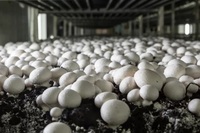 Vente directe de la fabrica natural de turba cruda de musgo vivero de plantas de maceta de arboles de hongos suelo de cultivo