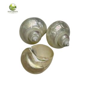 Concha de Nácar Natural Verde Turbo Pulida para Decoración del Hogar, Acuarios, Manualidades, Decoración de Bodas, Venta al por Mayor - Product Image 1