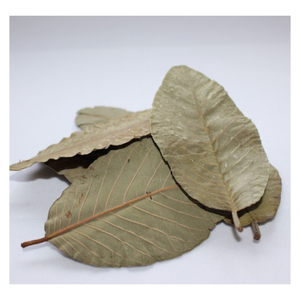 ใบฝรั่งเวียดนามใบเขียวแห้งตามธรรมชาติใบหอมสำหรับการชงชาส่งออกและการใช้งานอื่นๆ - Product Image 4