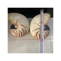 PRIX DE GROS EN GROS PIERRE GEMME NATILUS COQUILLAGE POLI ET SCULPTÉ COQUILLAGE COULEUR NATURELLE POUR CADEAU ET PRÉSENT