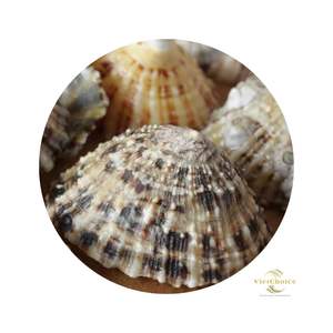 Natural pequeño ovalado Lapa vietnamita conchas marinas pulidas vacío limpio mar Shell hueso Coral cuentas en venta decoraciones - Product Image 2