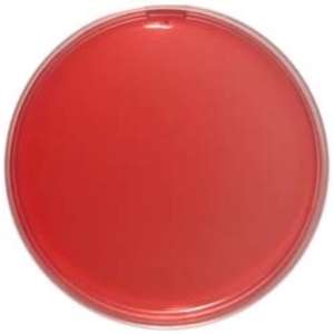 Placas de Agar MacConkey No.3 de EO Labs, Plástico, 10 x 90 mm, Paquete de 10, MED1256 - Product Image 1