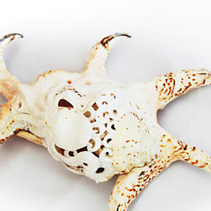 Arte tallado JOYERÍA SEASHELL con arte tallado 22 cm Motivo tallado hecho de concha - Product Image 3