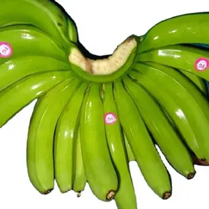 Banane verte, banane creuse fraîche, couleur naturelle, goût doux, fruits tropicaux en gros à un prix compétitif