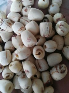 เมล็ดบัวขาว ผู้จัดจำหน่ายเมล็ดบัวขาวจำนวนมากสำหรับการส่งออก พร้อมการควบคุมคุณภาพจากโรงงานเพื่อรักษาคุณภาพที่สม่ำเสมอ - Product Image 3