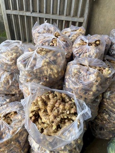 Jengibre fresco a granel de Vietnam Proveedor de productos agrícolas Bao Tram Anh Company - Product Image 2