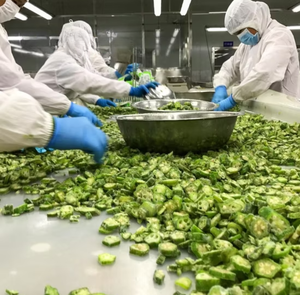 เครื่องสกัดผักแช่แข็งแบบพรีเมี่ยมจากเวียดนาม - Product Image 4