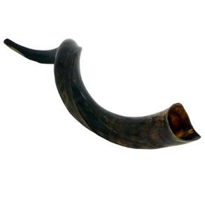 Shofar tradicional Kosher ecológico, Shofar de cuerno de carnero pulido con acabado natural, artesanía de bajo precio en la India - Product Image 5