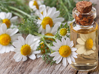 Huile Essentielle Pure de Haute Qualité en Gros, Fleurs de Camomille Allemande Distillées à la Vapeur, Revitalisant Cutané du Népal, Certifié GMP, AARNAV GLOBAL